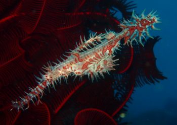 ニシキフウライウオ