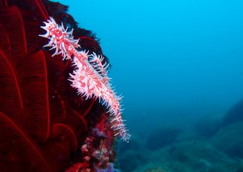 ニシキフウライウオ