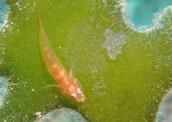 セボシウミタケハゼ