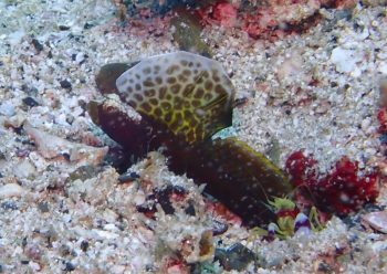 ホタテツノハゼ