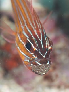 キンセンイシモチ口内保育