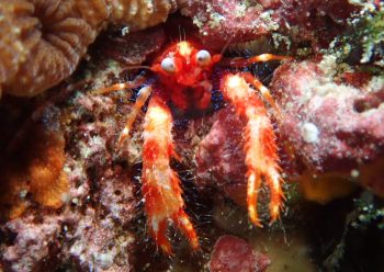 アナモリチュウコシオリエビ