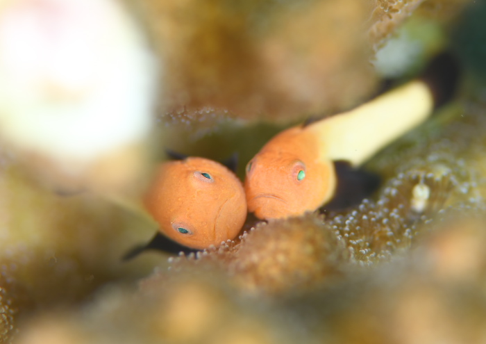 パンダダルマハゼ