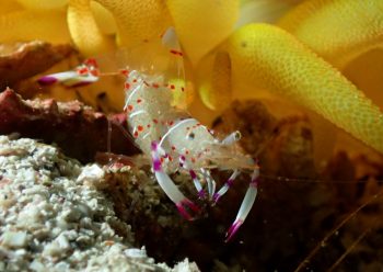 ハクセンカクレエビ