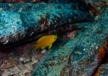 コガネスズメダイ