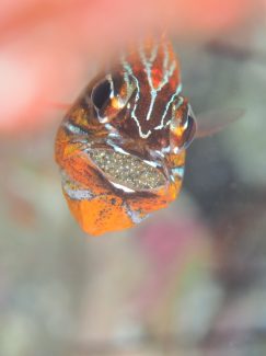 キンセンイシモチ