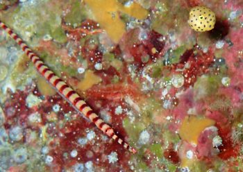 オイランヨウジとミナミハコフグ