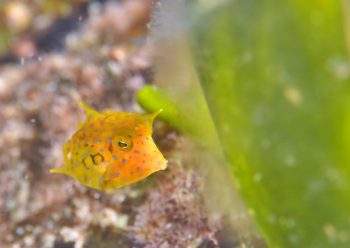 シマウミスズメ