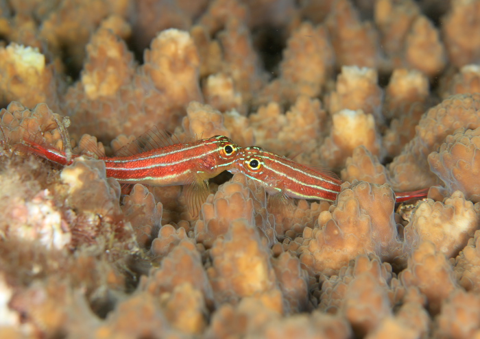 タテジマヘビギンポ