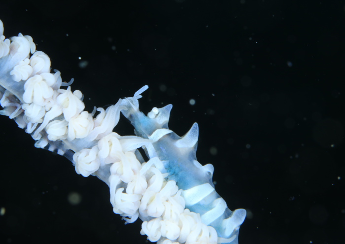 ビシャモンエビ