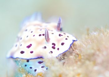 マダライロウミウシ