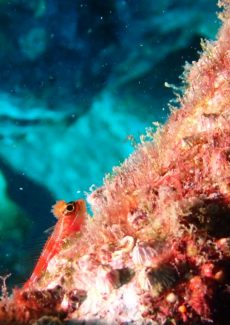 タテジマヘビギンポ