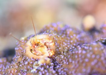 ニシキカンザシヤドカリ