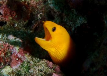 ゴールデンイールモレイ