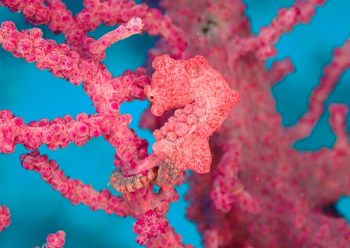 ピグミーシーホース