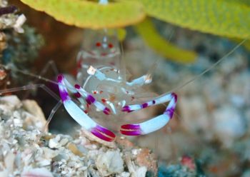 ハクセンアカホシカクレエビ