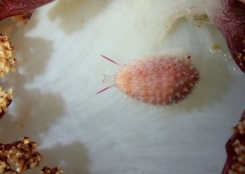 ウミウサギがイ