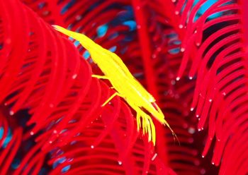 ウミシダヤドリエビ