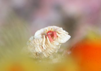 アカテミギキキヨコバサミ