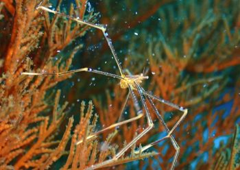 オルトマンワラエビ