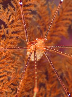 オルトマンワラエビ