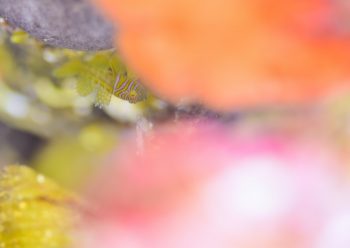 フトスジイレズミハゼ