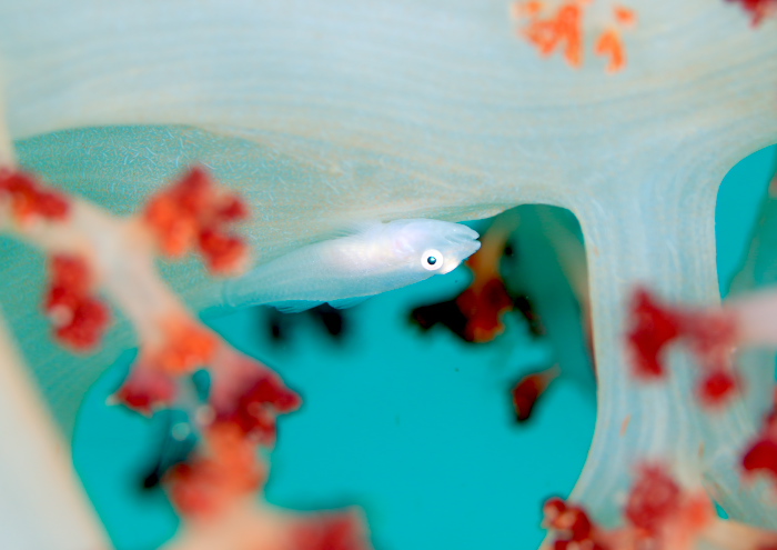 スケロクウミタケハゼ