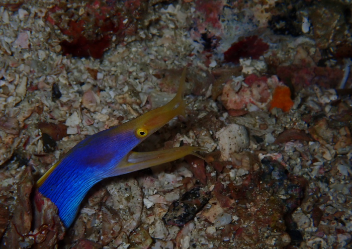 ハナヒゲウツボ