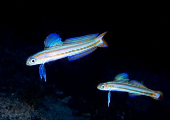 スジクロユリハゼ