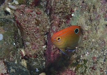 メガネスズメダイ