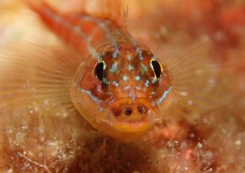 タテジマヘビギンポとウオノエ