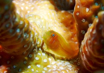 フタイロサンゴハゼ