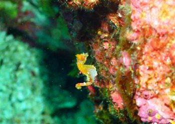 ハチジョウタツ