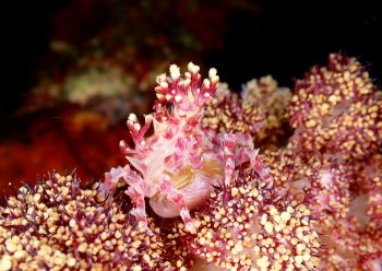 イソコンペイトウガニ