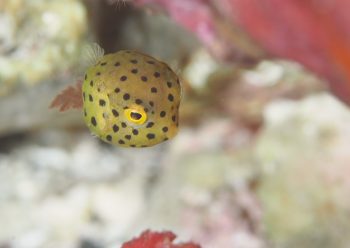 ミナミハコフグ