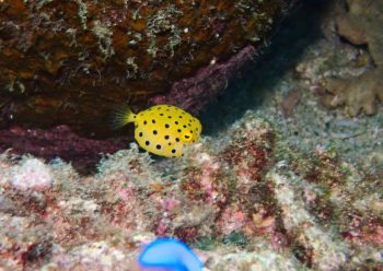 ミナミハコフグ