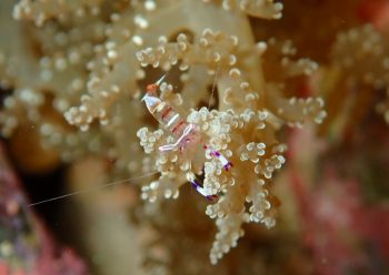 アカホシカクレエビ