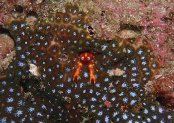 アナモリチュウコシオリエビ