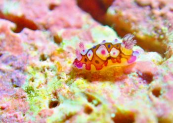 ミヤコウミウシ