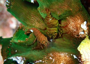 ポントニデス・マルディブエンシス