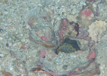 ジョーフィッシュ