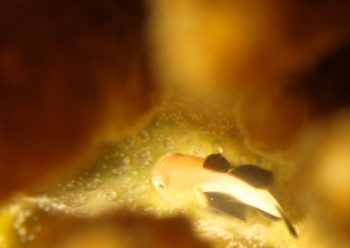 パンダダルマハゼ