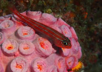 タテジマヘビギンポ