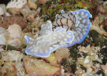 コンシボリガイ