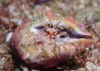 ネジレヤドカリ属の一種