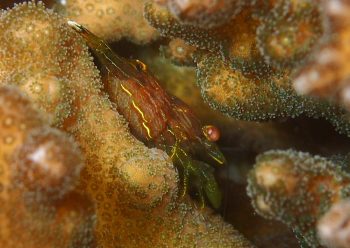 クサイロモシオエビ