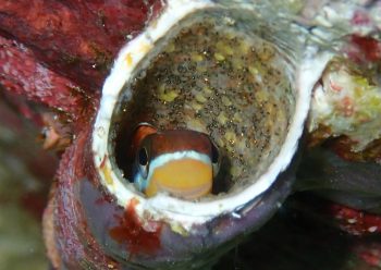 テンクロスジギンポ