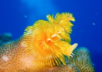 イバラカンザシ