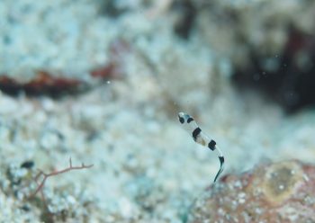 アジアコショウダイ幼魚