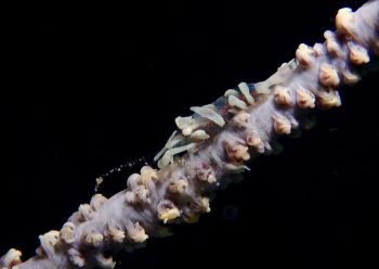 キミシグレカクレエビ